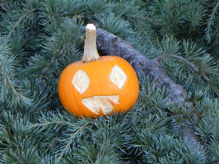 Little, Nipomo Pumpkin Patch best carving idea